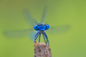 azure damselfly, head, Europe azure damselfly, head, Europe